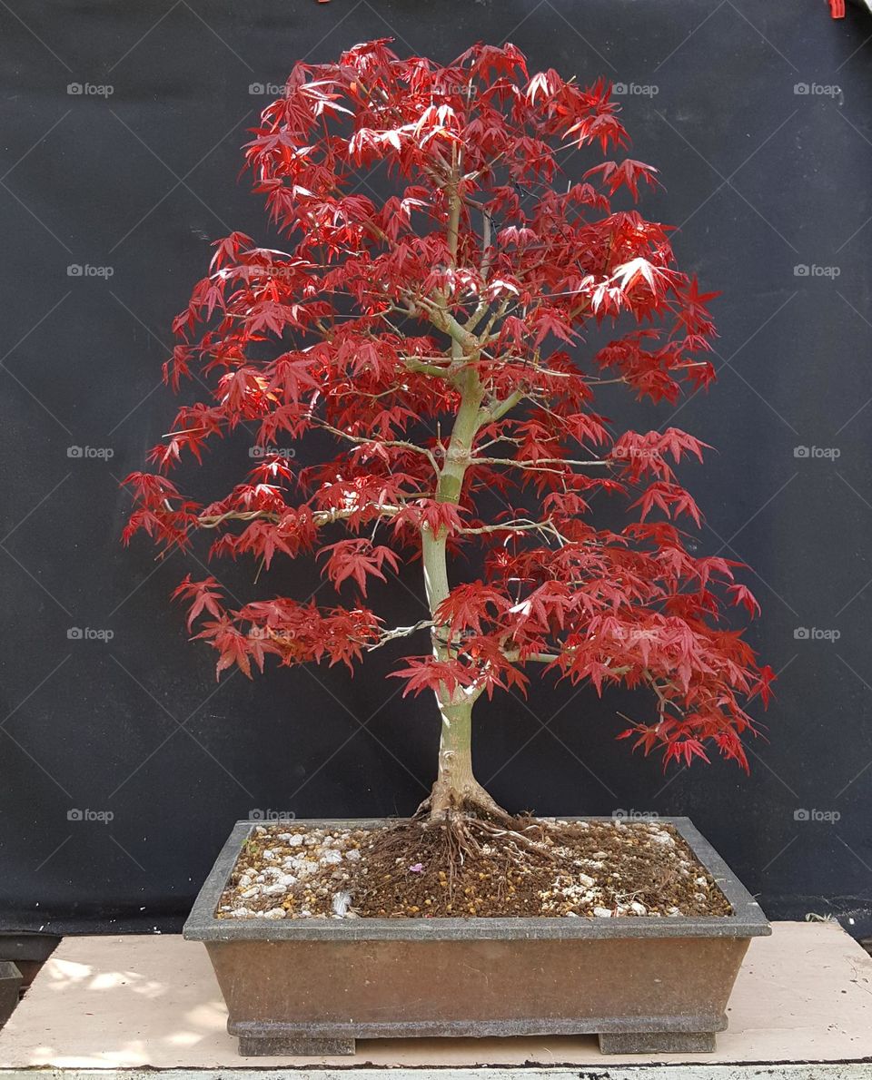 red acer bonsai