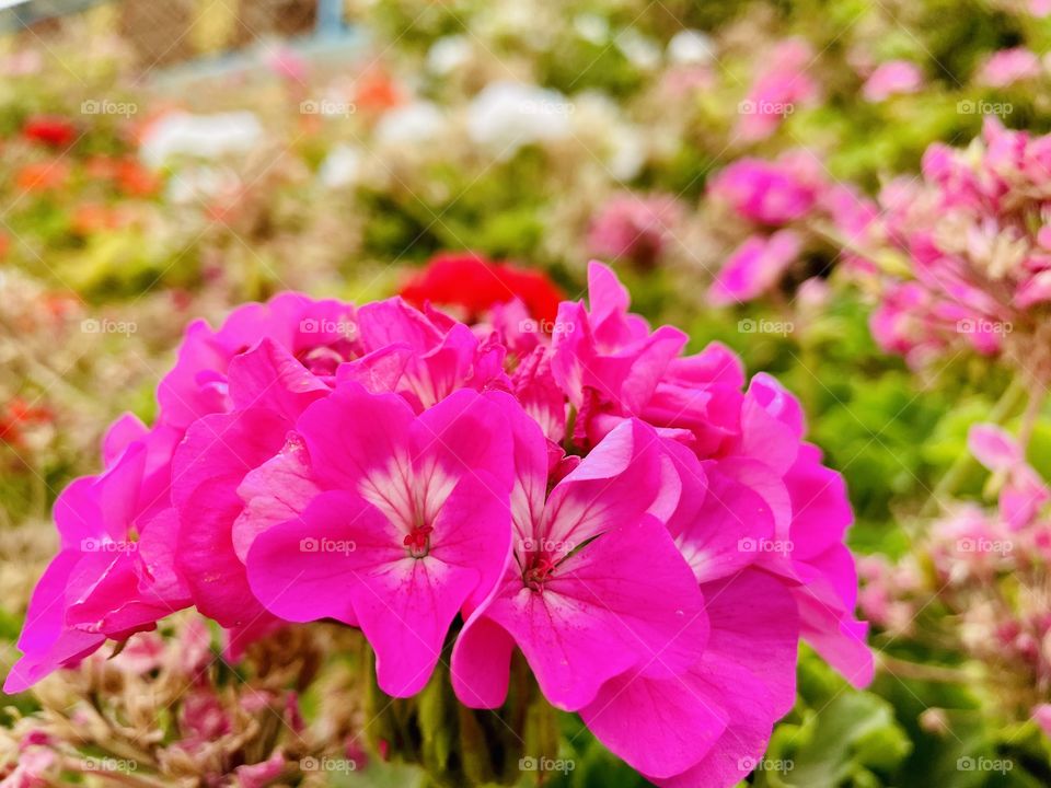 Pink geraniums 