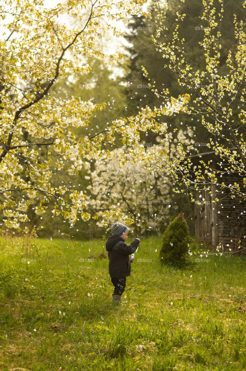 Little toddler boy standing under the cherry blossom.