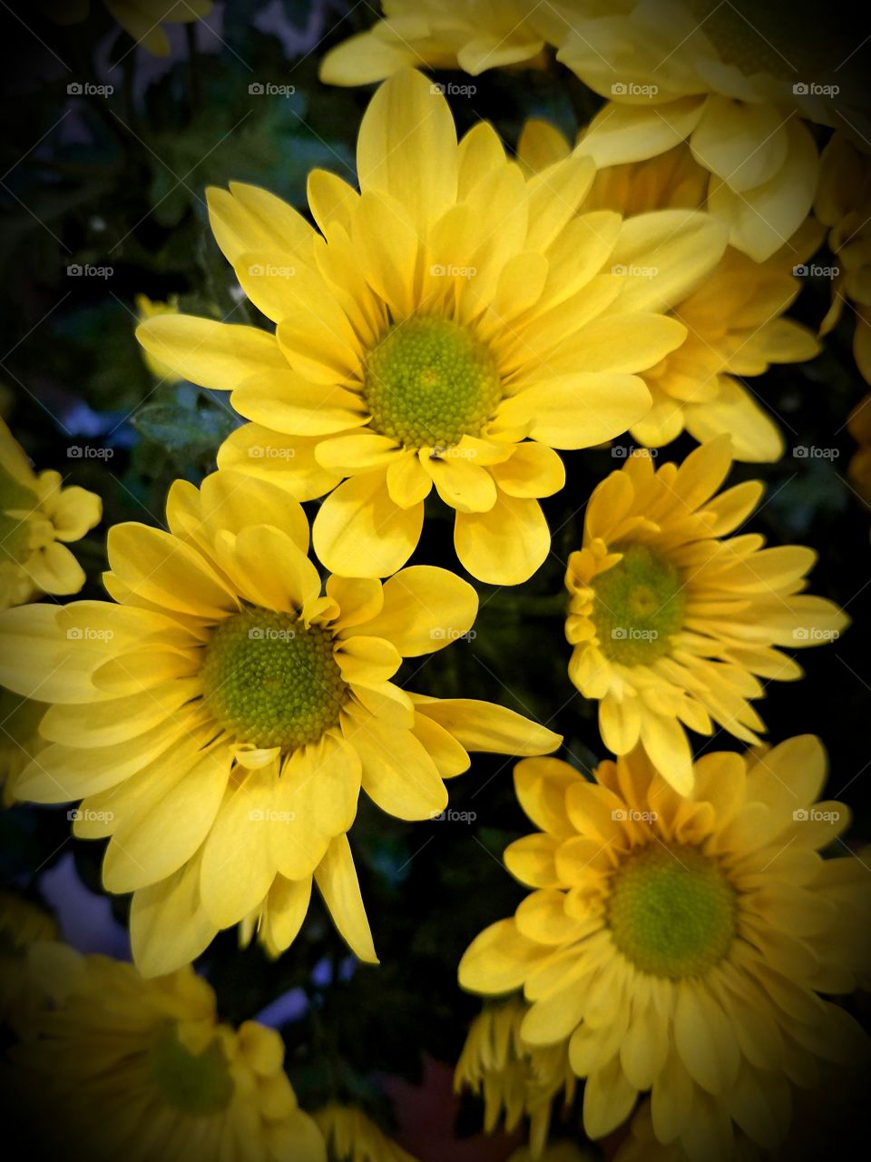 A silhouette  of yellow mums.
