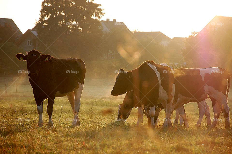 Misty morning cattle