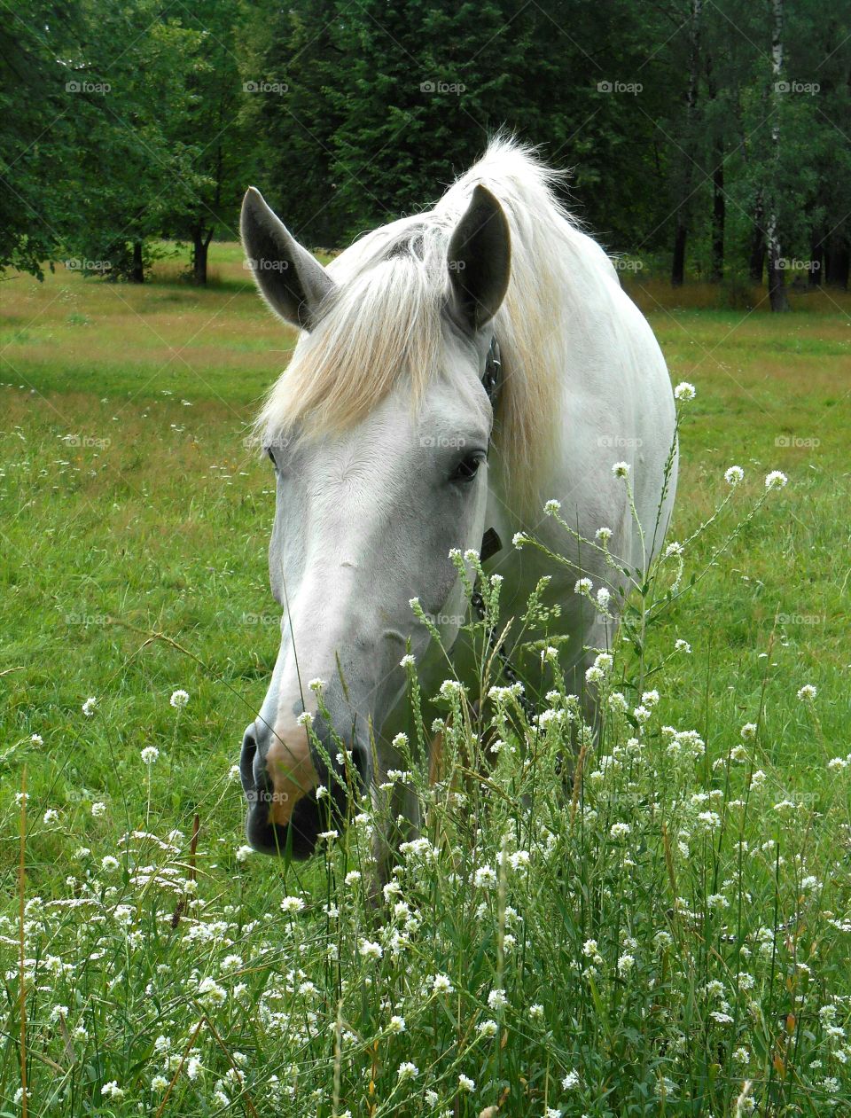 Grass, Cavalry, Nature, No Person, Outdoors