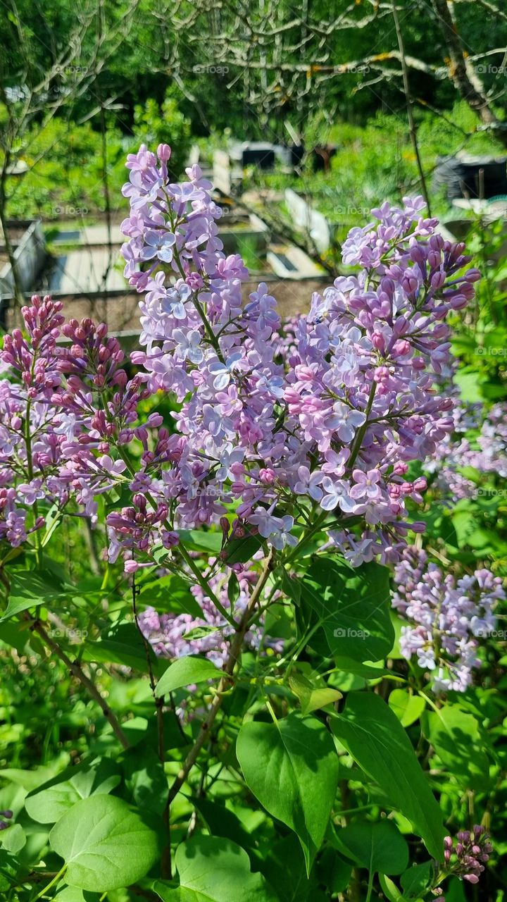 The garden lilac blooms in a beautiful shade of purple in the Finnish summer