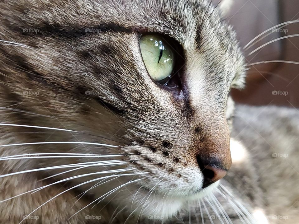 Close up feline tabby profile