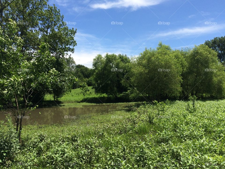 Overflow Pond in Summer