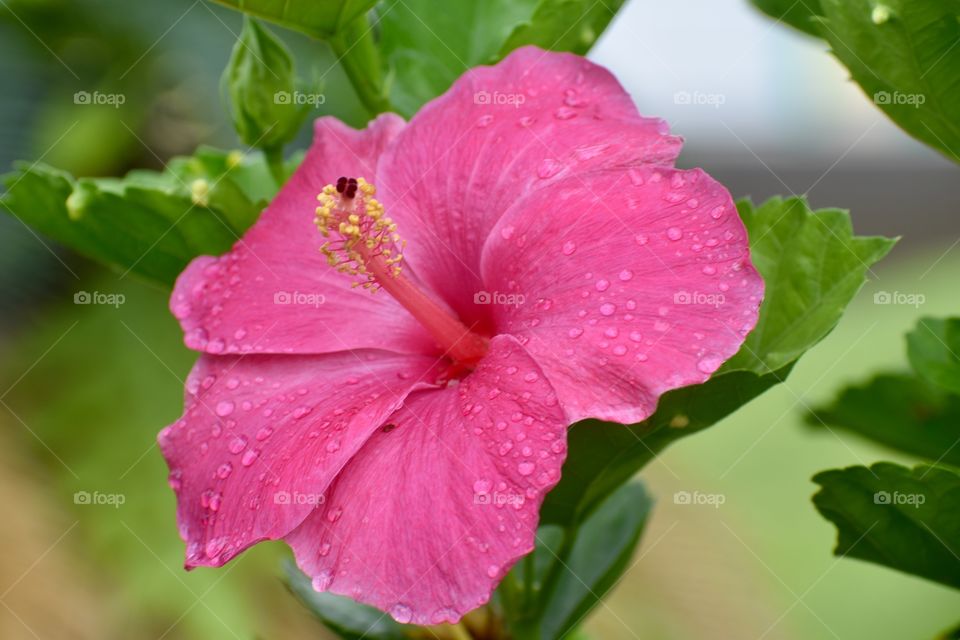 Hibiscus, the state flower of Hawaii, and this one deliciously pink with raindrops from the overnight shower.