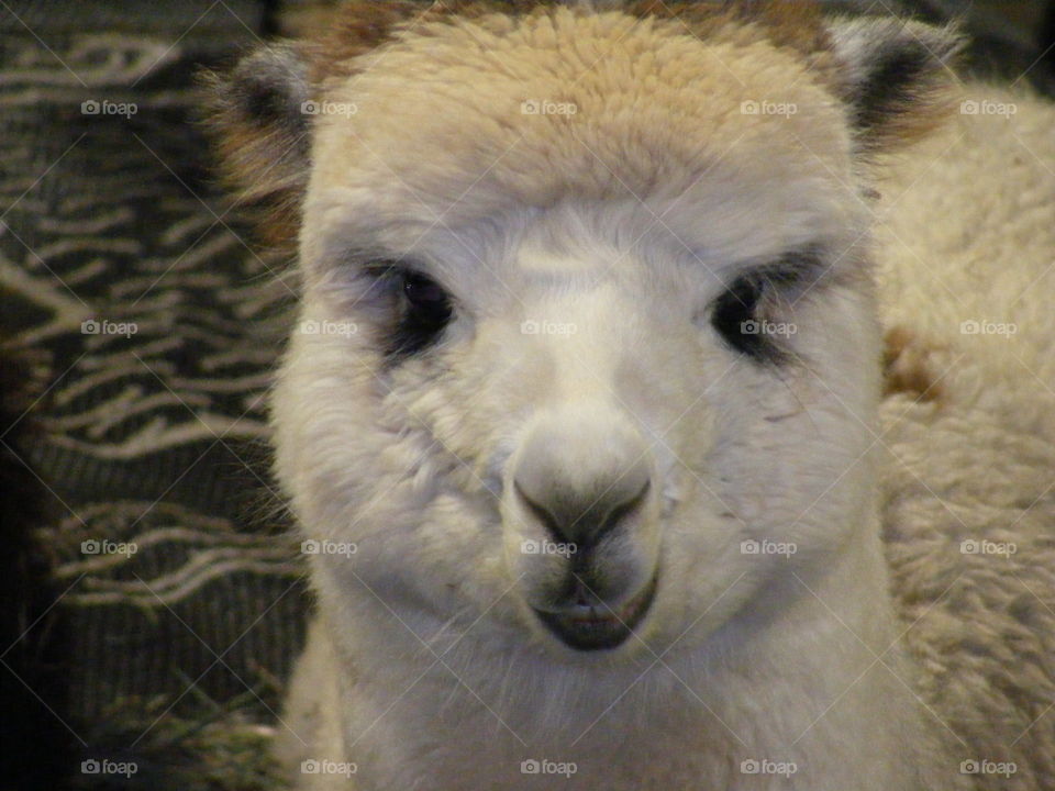 This is a cute white alpaca who was very friendly.