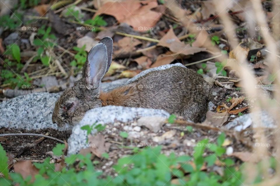 A wild rabbit in a wooded part of the city of Madrid