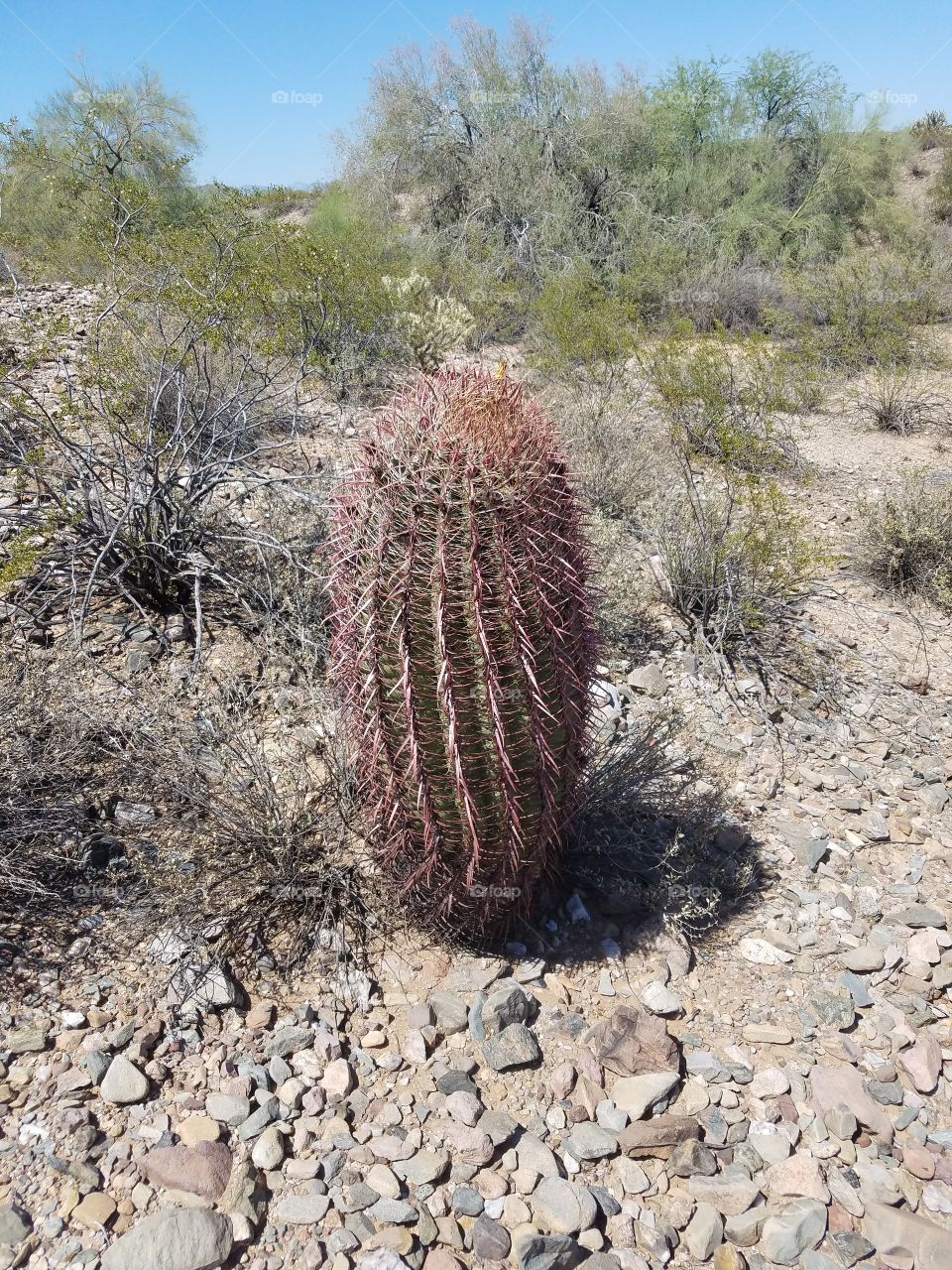 Cactus, Desert, Dry, Nature, Arid