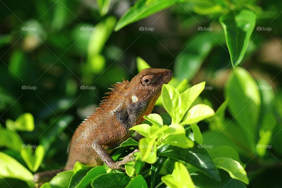 Iguana 