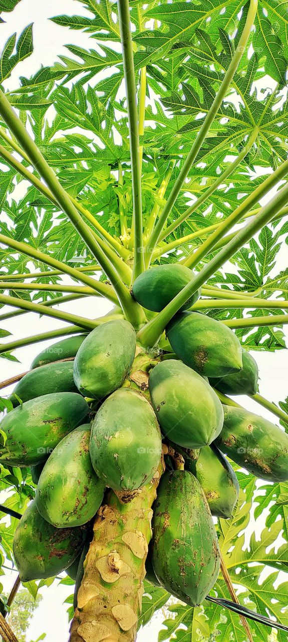 Papaya with it yield looks nice