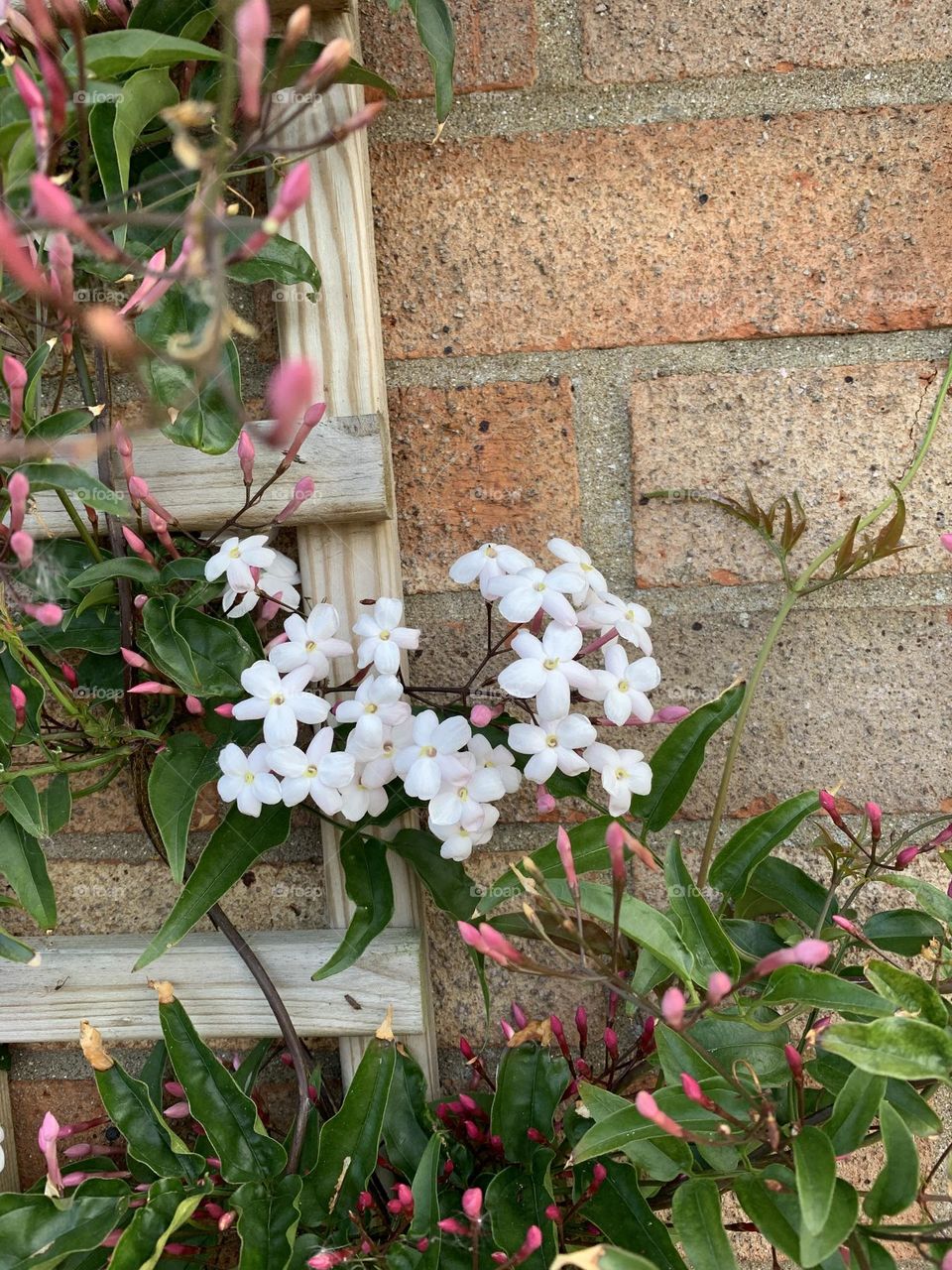 Jasmine plant climbing a wooden trellis 