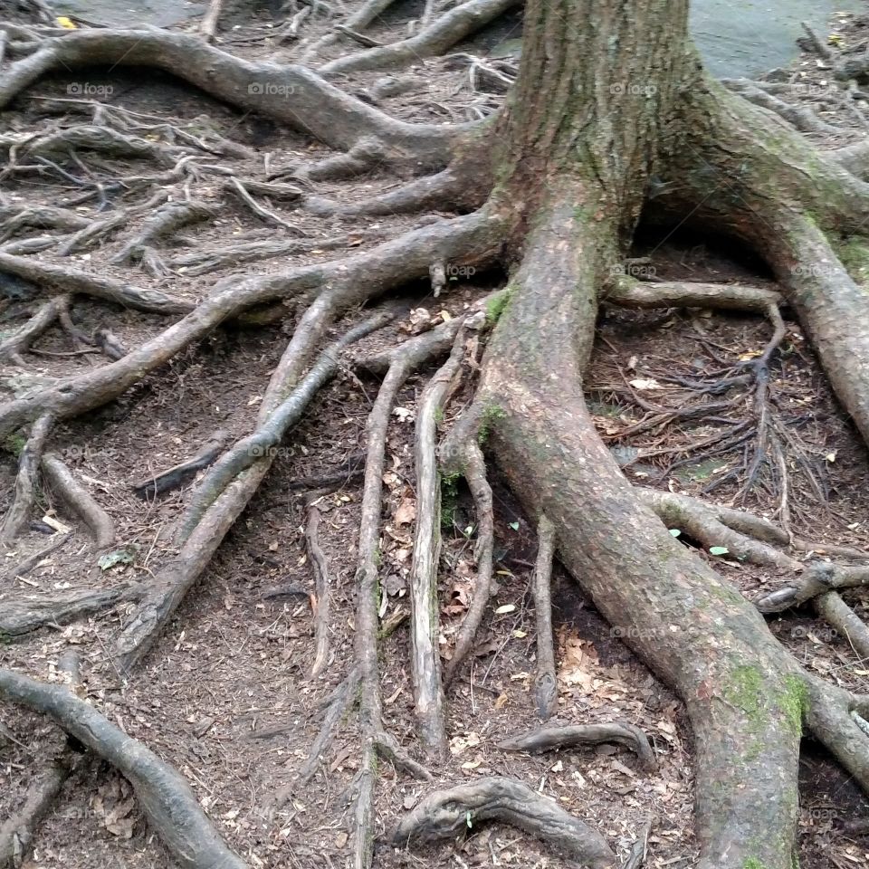 Root's love