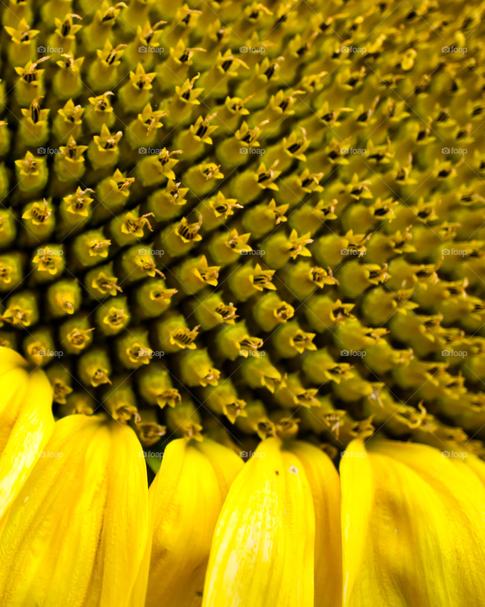Sunflower closeup