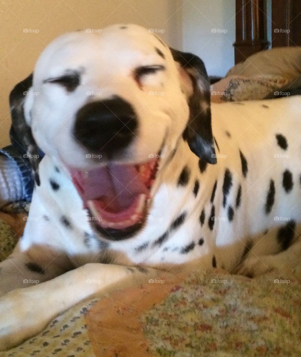 My Dalmatian  Ashley Blue. This is My 11 year old Dalmatian Ashley Bluebonnet💙❤️💜She is the sweetest Dalmatian in the world to me❤️ I LOVE her❤️