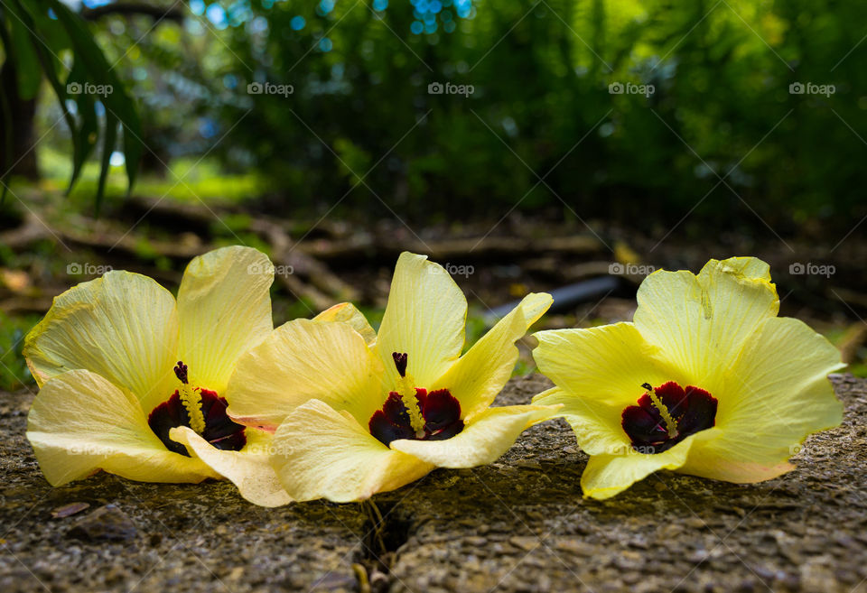 Yellow hibiscus  . 3 Yellow flowers on the ground, Hawaii botanical garden