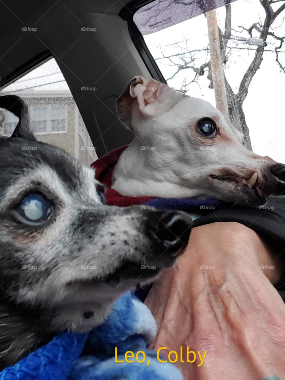 Two old dogs taking a ride together with wind on their aged faces. Both are blind but they always enjoy car rides no matter where. Chiwawa & Italian Greyhound but they grew up together 🐾