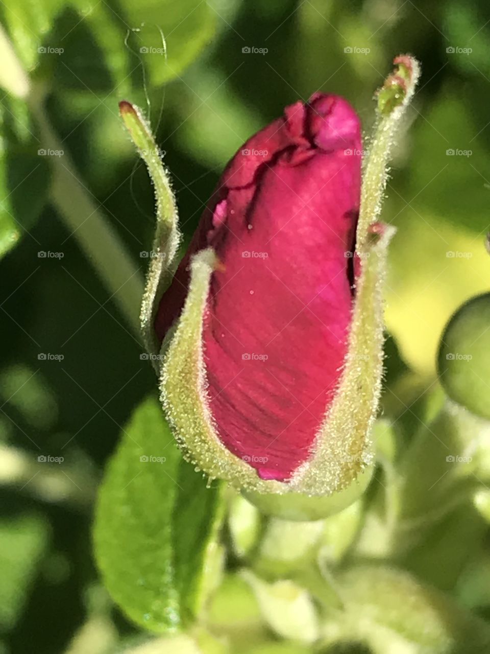 Rose catched in Umeå 