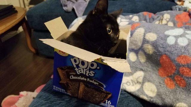 Cat Tart
