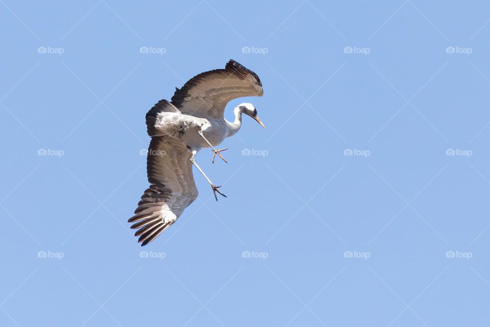 Crane bird preparing for landing 