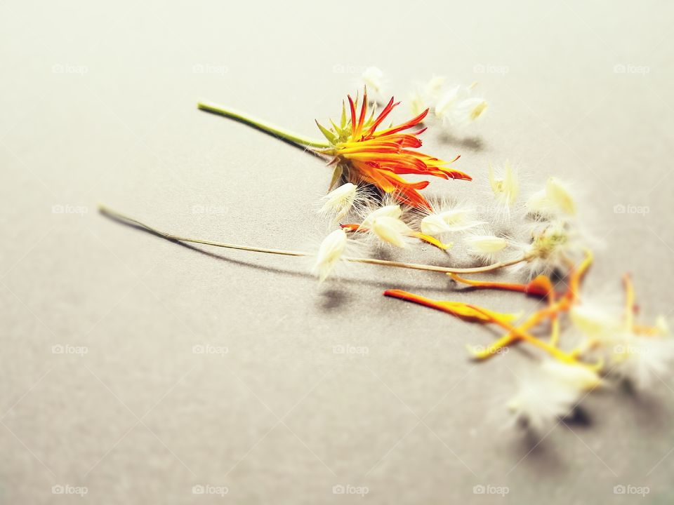 Close-up of orange flower