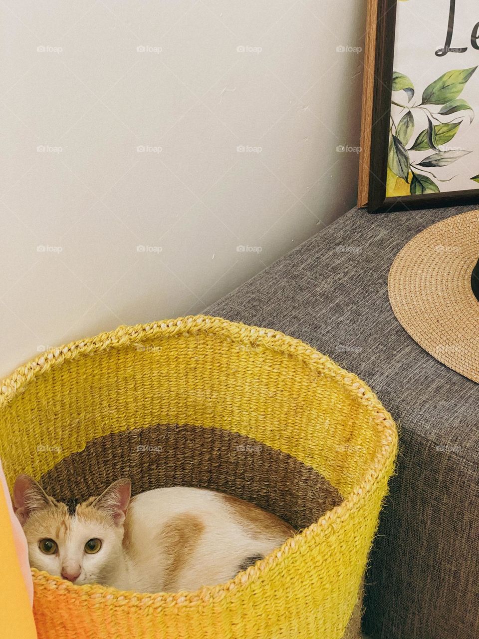 Cat in basket 