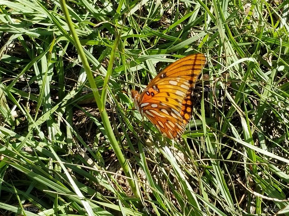 Butterfly in the Grass