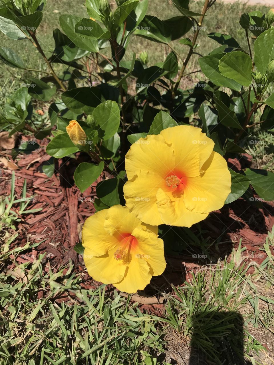 Gorgeous yellow hibiscus flowers! They are so beautiful! I love the Florida flowers!