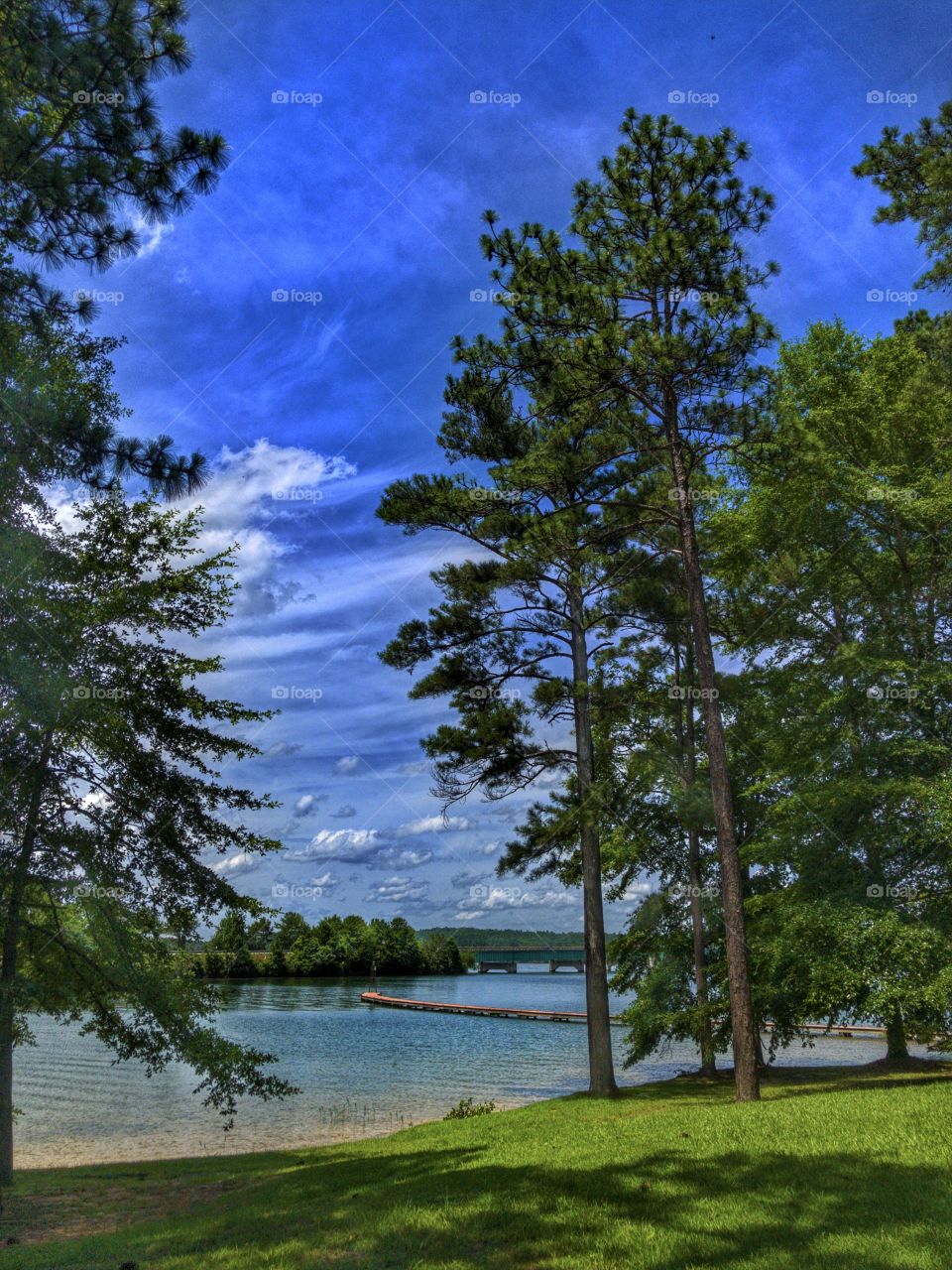 Trees By The Lake