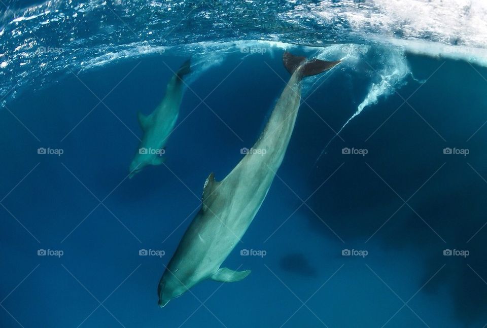Bottlenose Dolphins