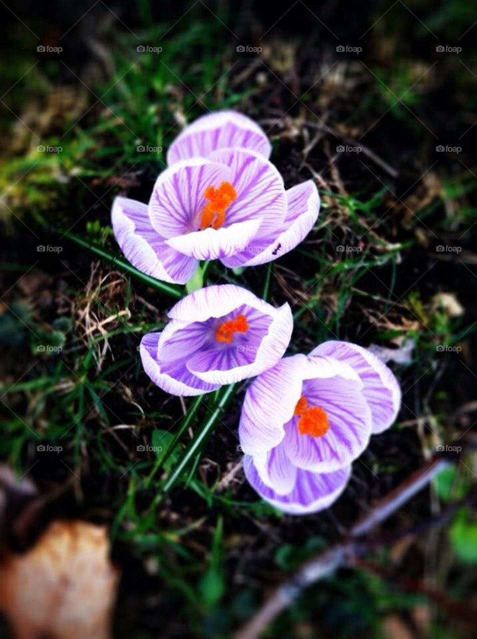 Purple crocus