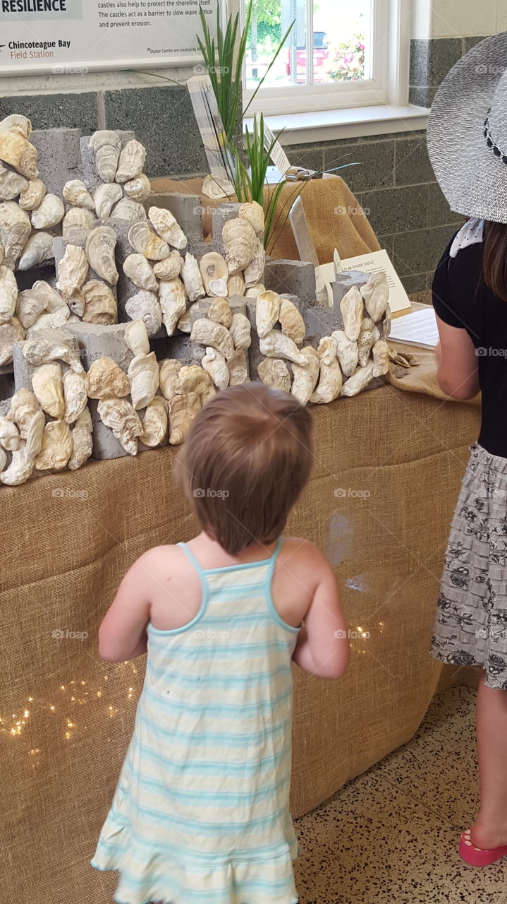 looking at seashell art