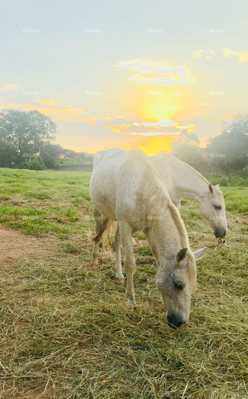 Animals are always very cute, especially if placed in a nice landscape. Here, the horse and mare grazing at sunset. / Animais são sempre muito bonitos, especialmente se colocados numa paisagem legal. Aqui, o cavalo e a égua pastando no por do sol. 