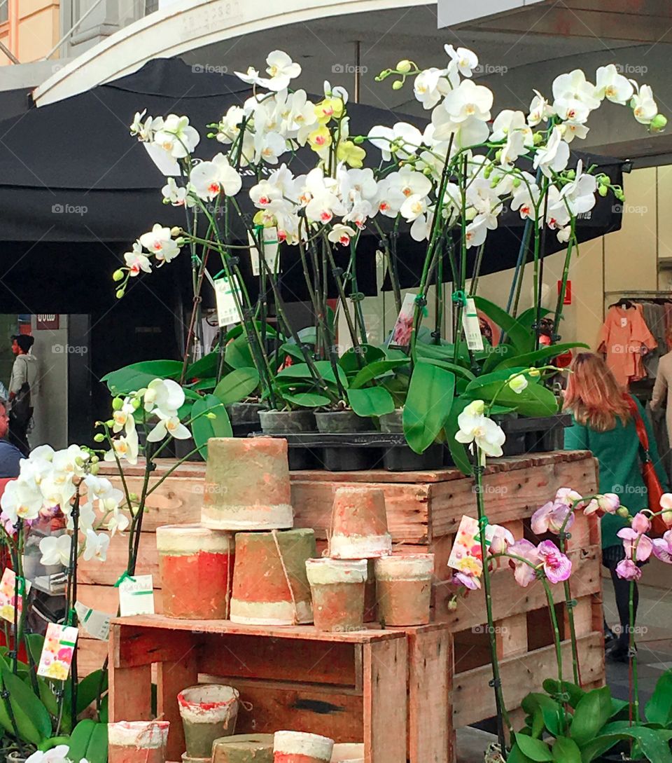 Market flowers, orchids