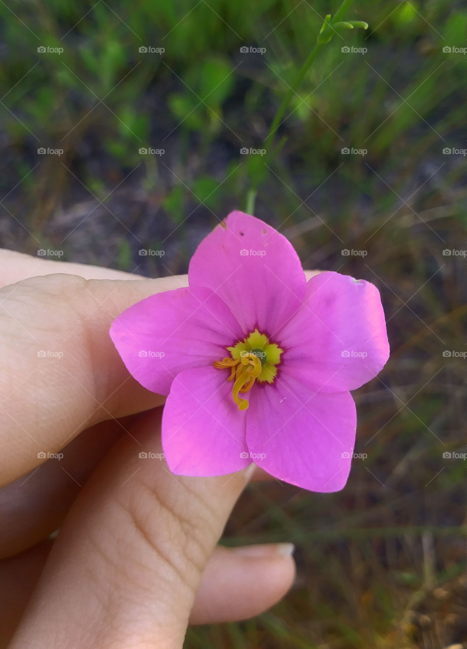 Beautiful Tiny Flower