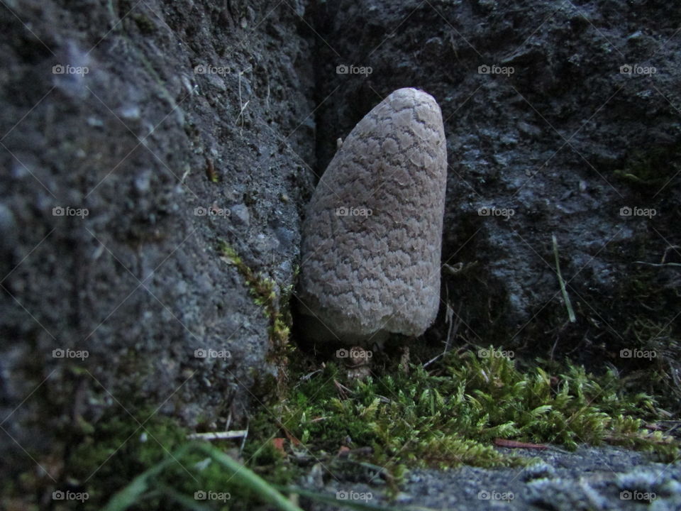 Baby mushroom growing in some moss between two rocks