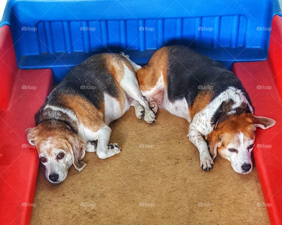Beagle Buddies