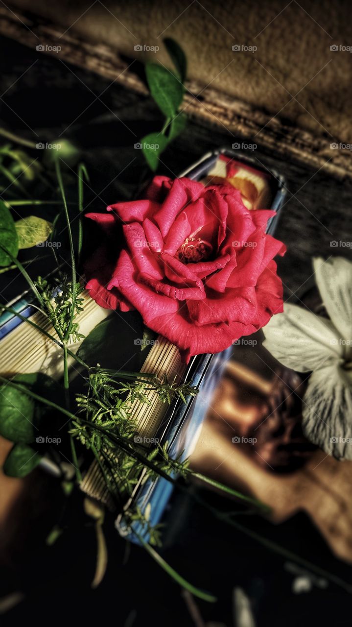 “A book is a garden, an orchard, a storehouse, a party, a company by the way, a counselor, a multitude of counselors." -Charles Baudelaire