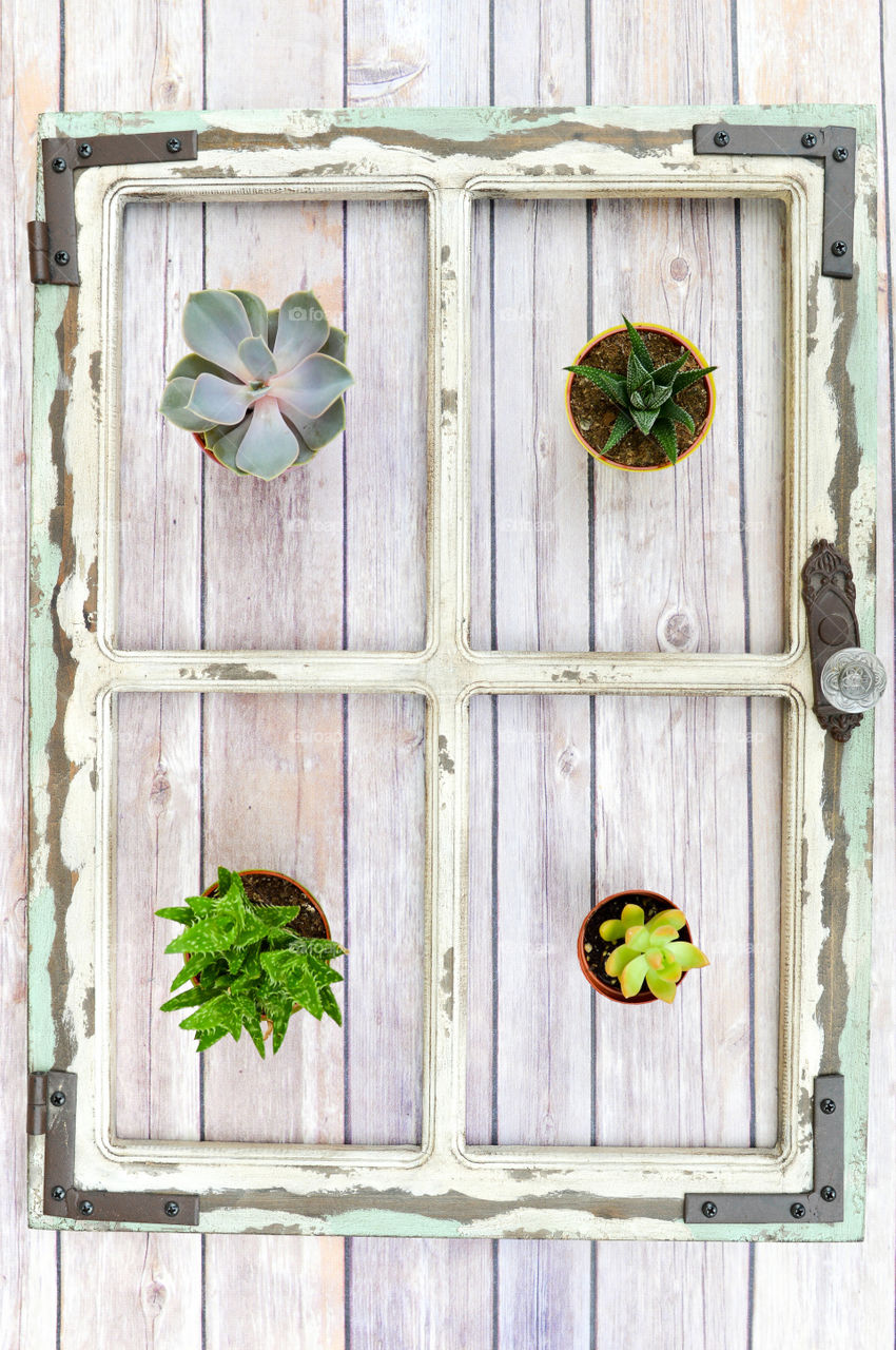 Top view of assorted potted cacti in a rustic wooden frame
