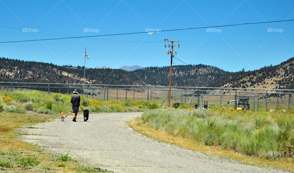 Man Walking the dogs on a bright sunny day