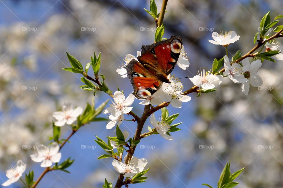 White blooming tree and colorful butterfly - spring time 
