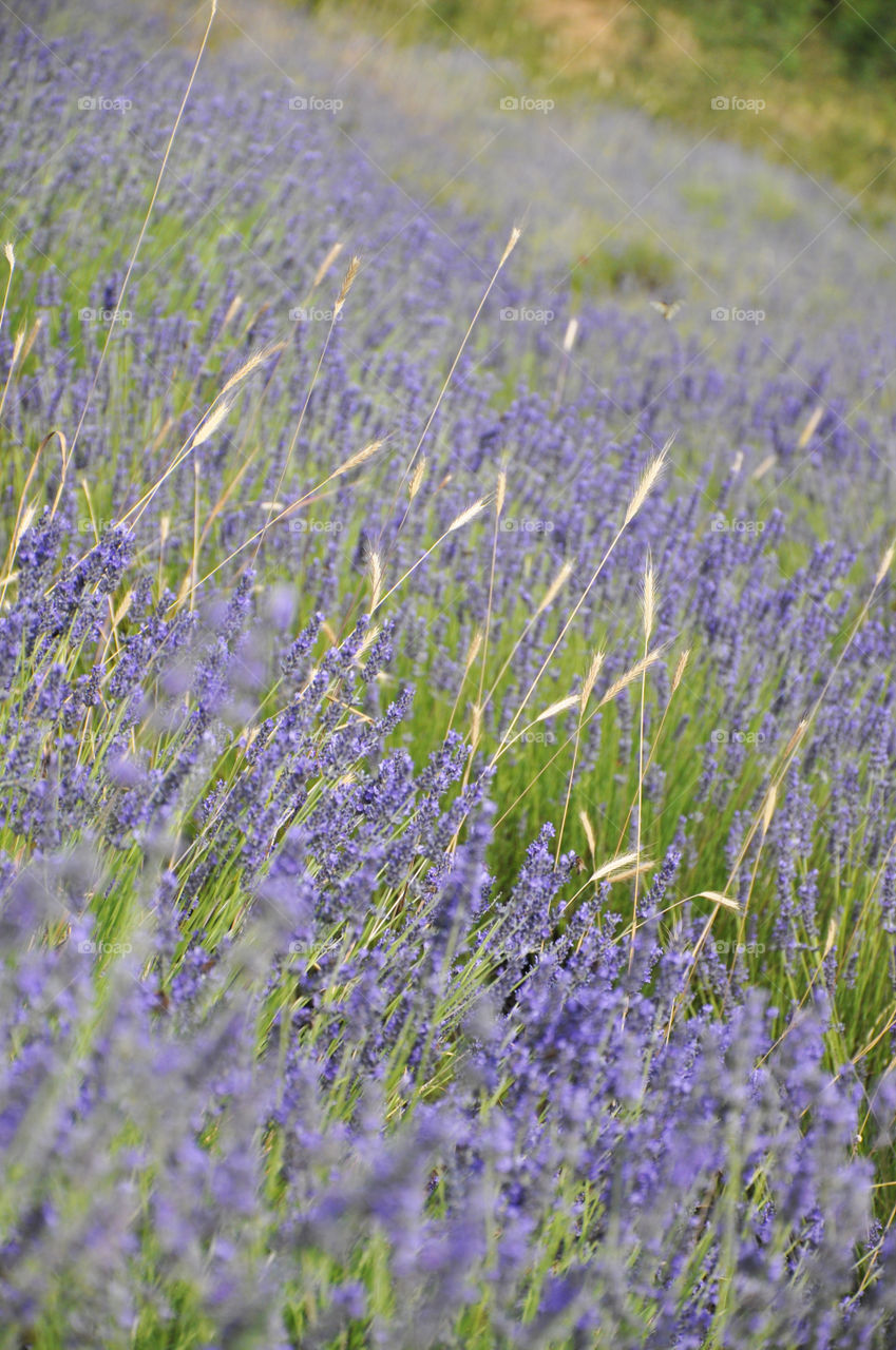 Lavender fields 