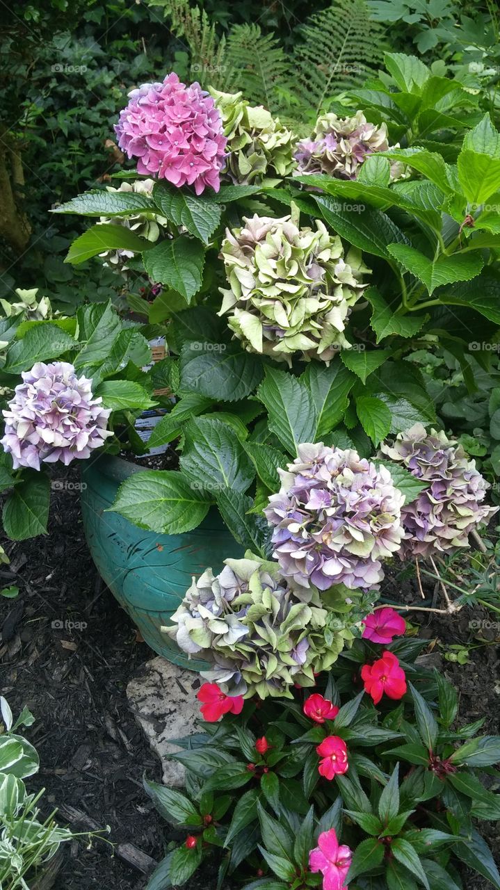 hydrangea