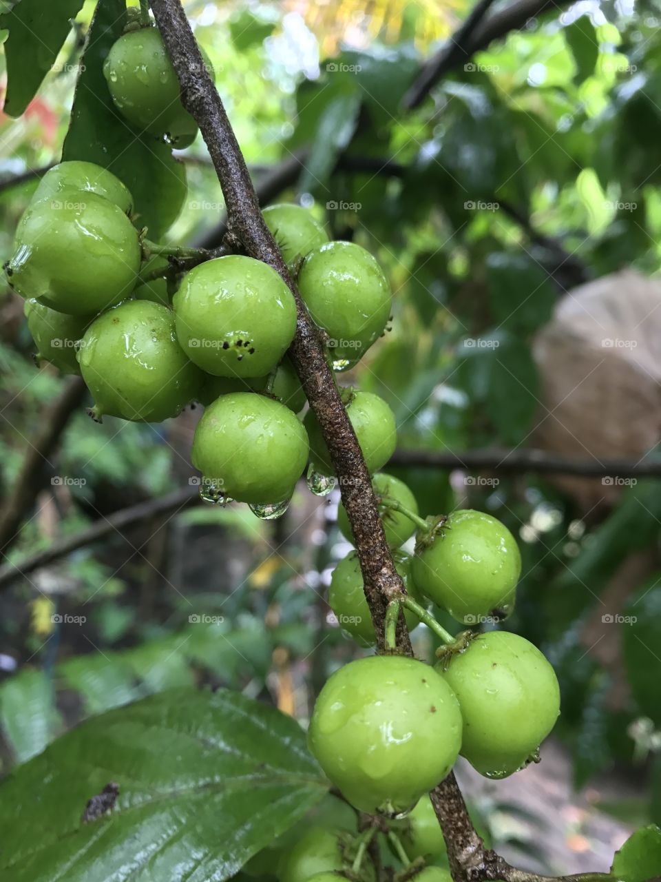 Green fruits in rain