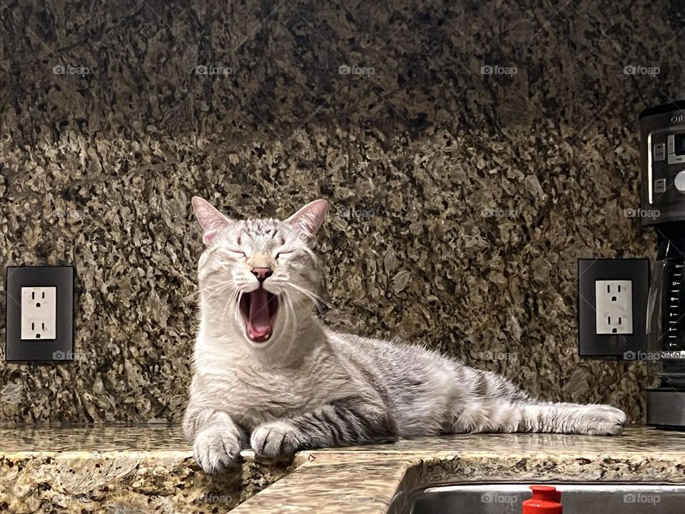 Michu bostezando cute