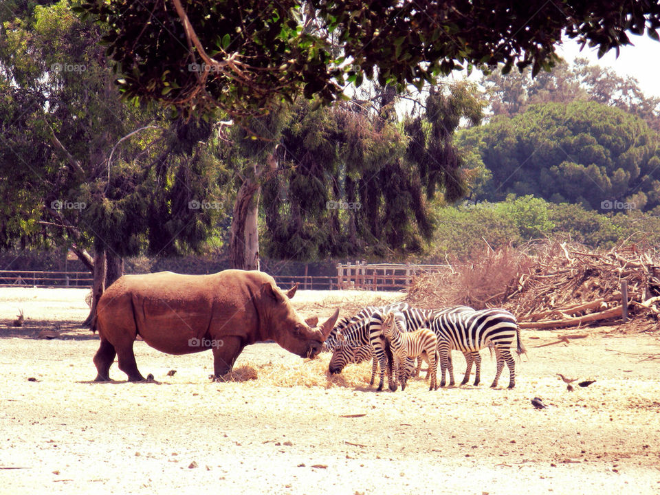 Rhinoceros and zebras in a zoo