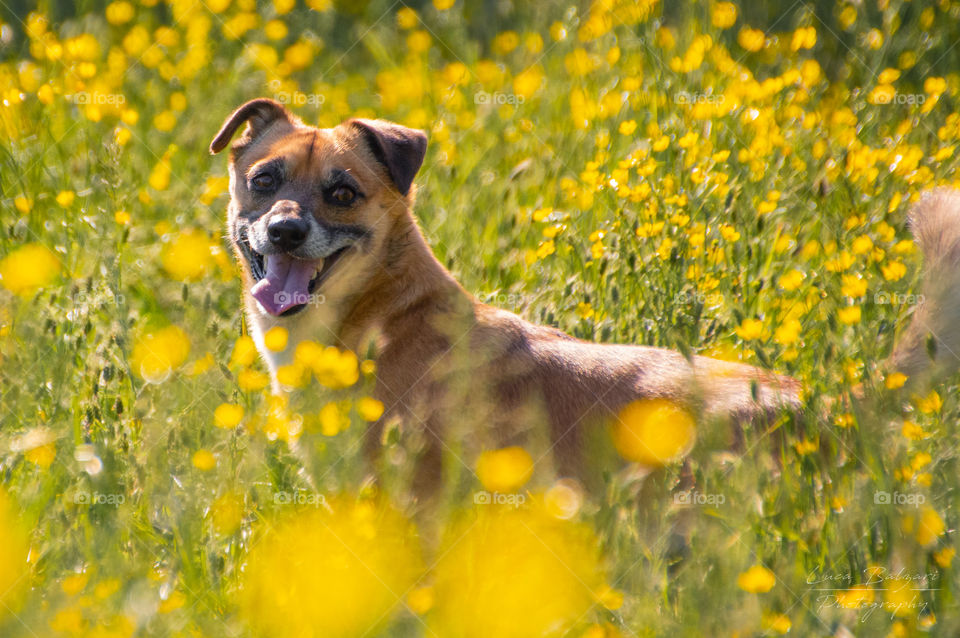 Playing in the grass