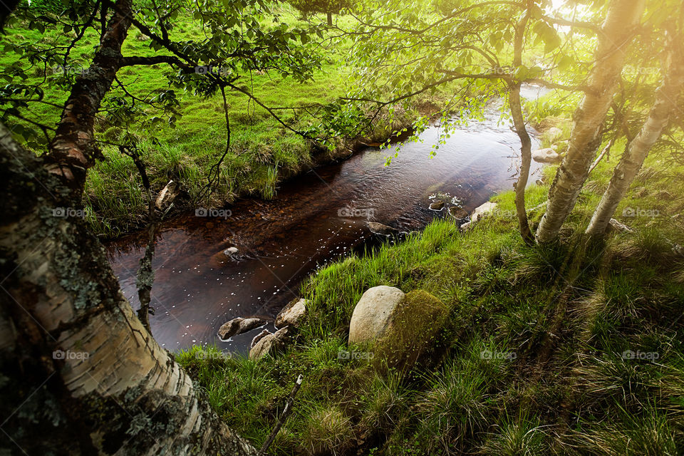 Stream flowing in forest