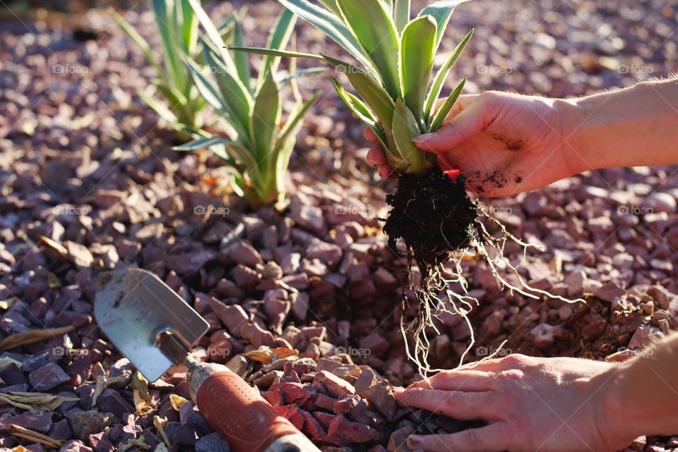 Planting Agave in the yard.