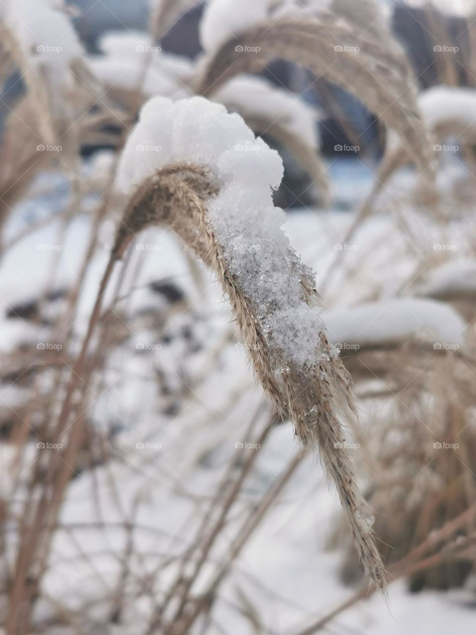 The magic of winter grasses - Miscanthus sinensis